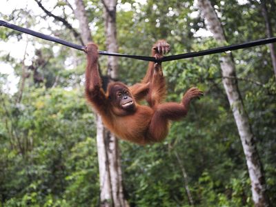 In a recent study, researchers examined 40 videos of great apes spinning on ropes and calculated their average rotational velocity.