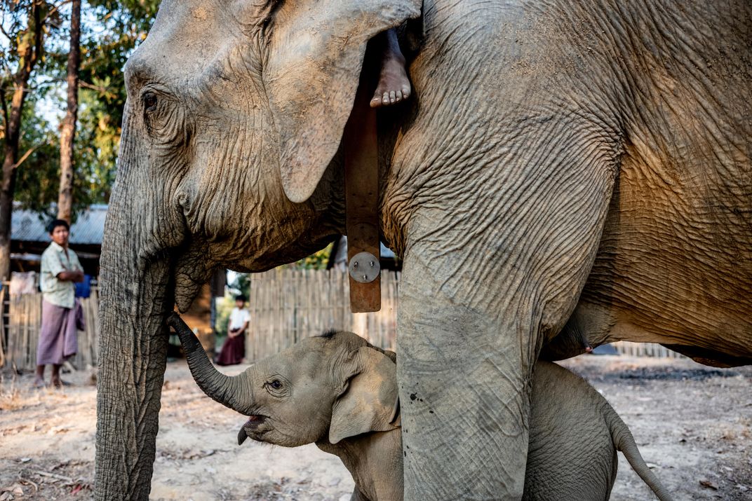  A collared elephant walks with her calf. 