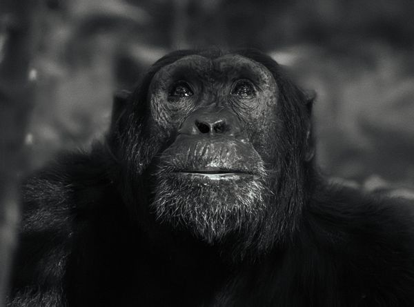 Kibale Forest Chimpanzee Gazing Upwards thumbnail