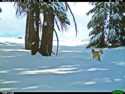 Yosemite National Parks "carnivore crew" spotted this rare Sierra Nevada red fox with a motion-sensitive camera.