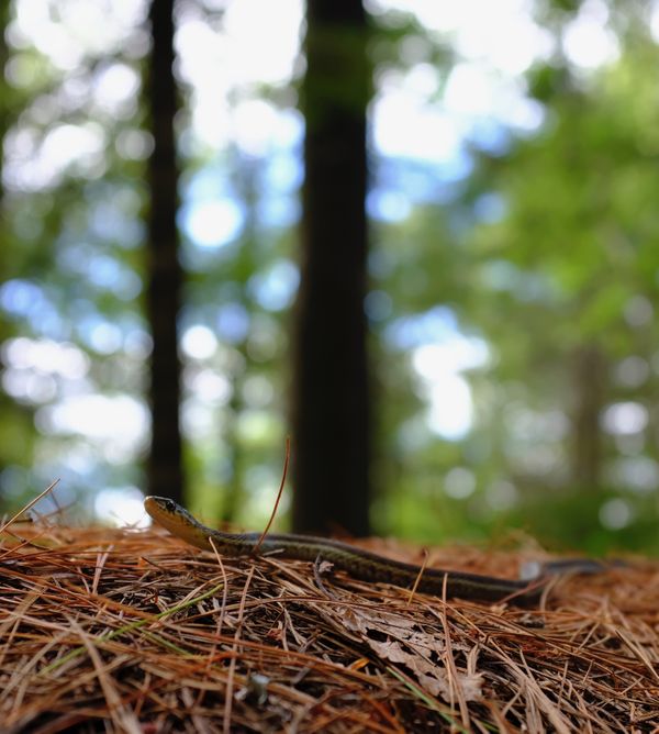 Forest Encounter thumbnail
