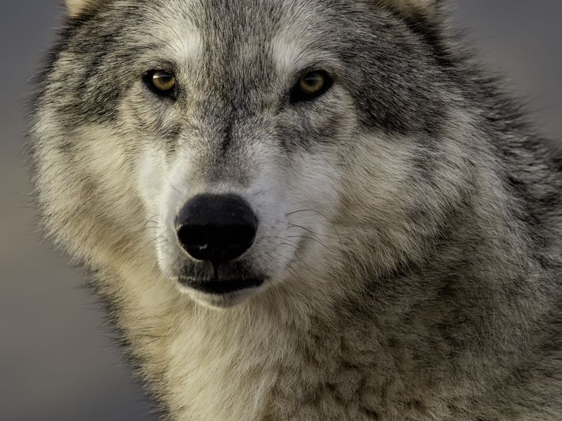 Alpha Male Gray Wolf Portrait at Dawn | Smithsonian Photo Contest ...