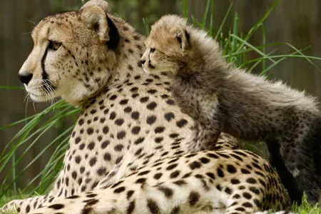 In April 2005, Zazi, one of the National Zoo’s female cheetahs, gave birth to six cubs.