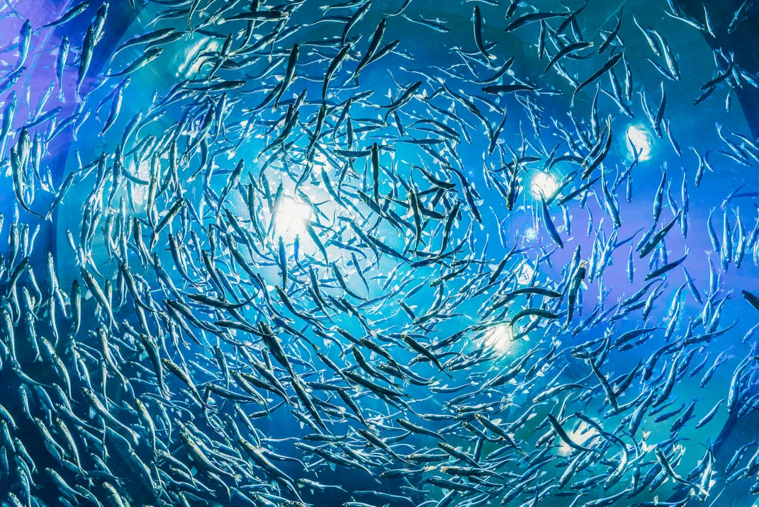 schooling fish