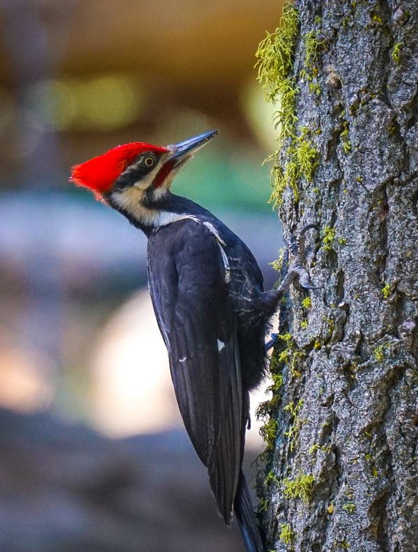 Woodpecker in Sierra Nevada thumbnail