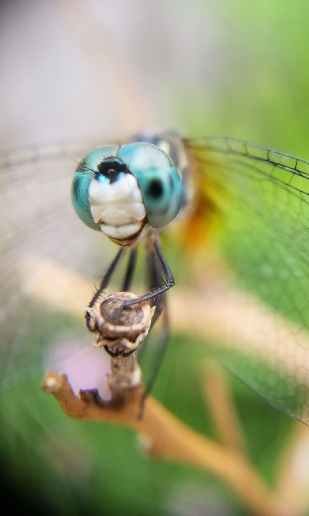 A Blue Dasher Dragonfly Sat In The Sunshine Smithsonian Photo