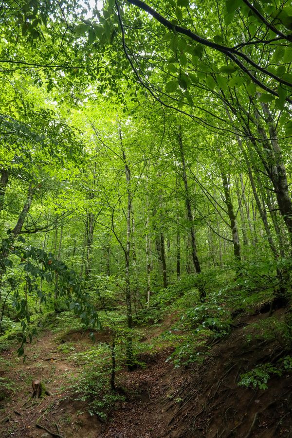 The forest of northern Iran thumbnail