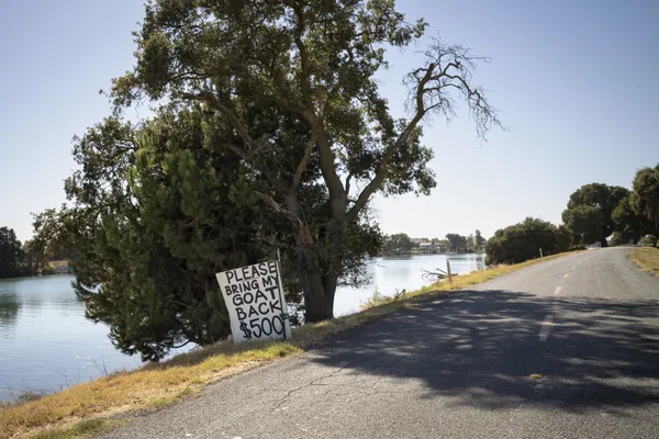Lost goat (Californnia Delta) thumbnail