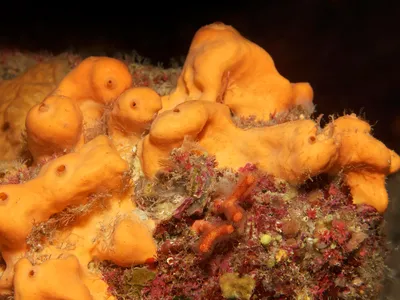 A present-day orange demosponge (Agelas oroides) can be found off the coast of Corfu, Greece. Research suggests sponges may have lived on Earth 890 million years ago. 