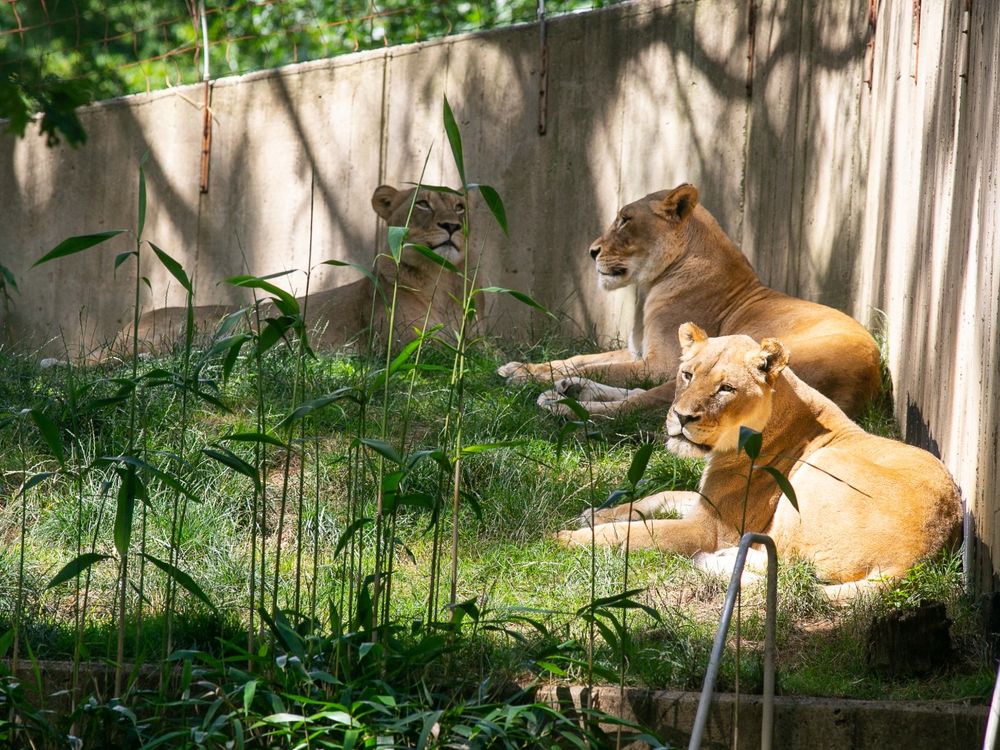 Three female African lions rest in the sun and shade in a grassy area along a wood-panel fence