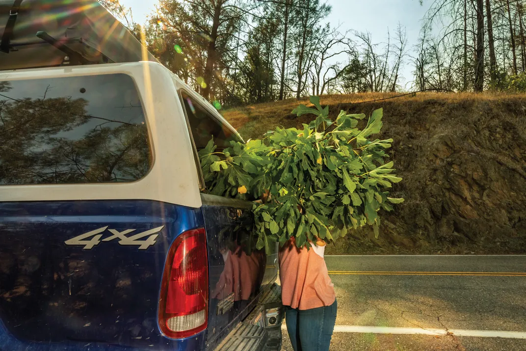 Priscilla loads up cuttings.