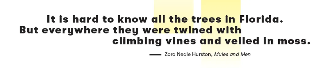 It is hard to know all the trees in Florida. But everywhere they were twined with climbing vines and veiled in moss. -Zora Neale Huston, Mules and Men