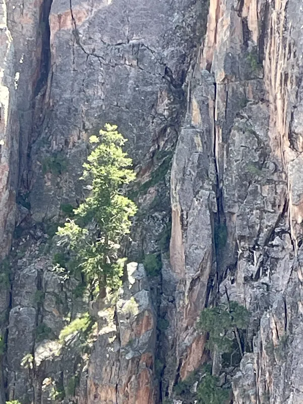 A tree grows out of rock, Black Canyon of the Gunnisom thumbnail