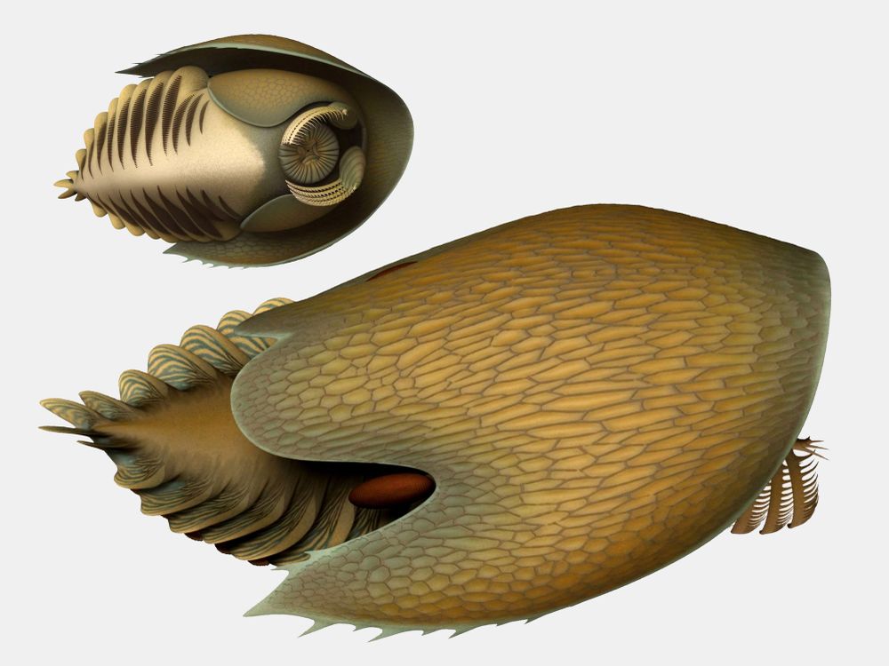 Prehistoric Ocean Predator Resembles a Large and Vicious Horseshoe Crab