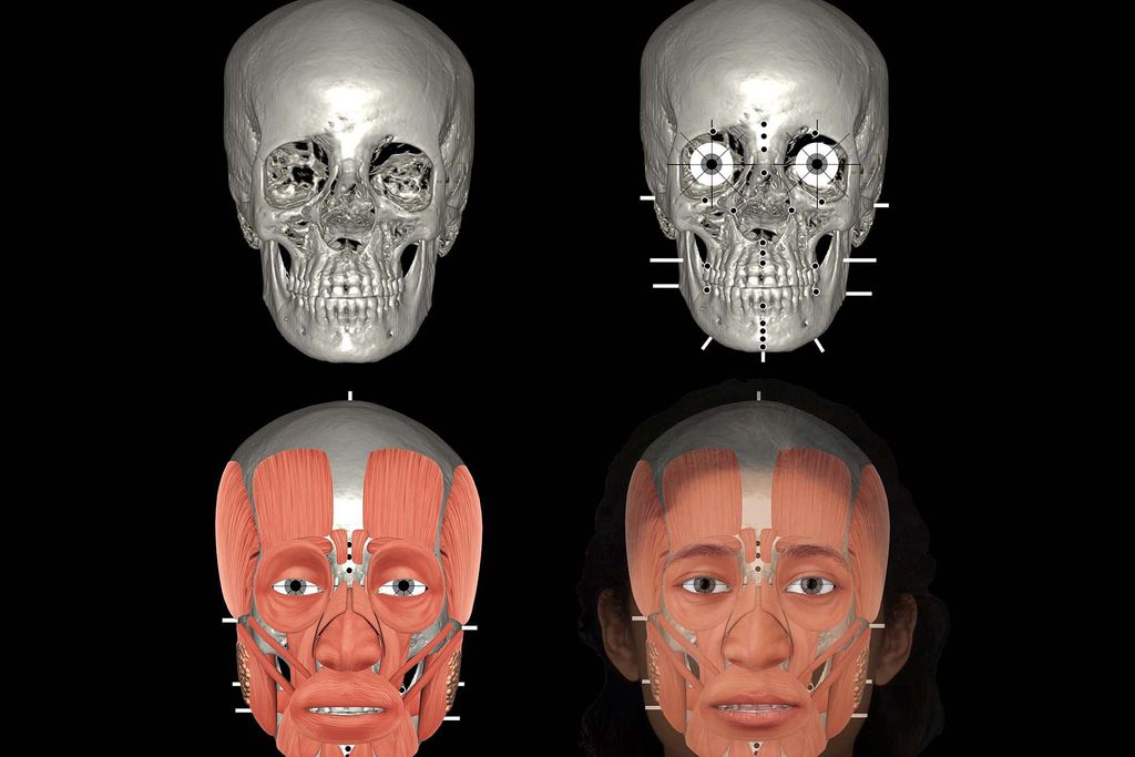 illustrated forensic skulls