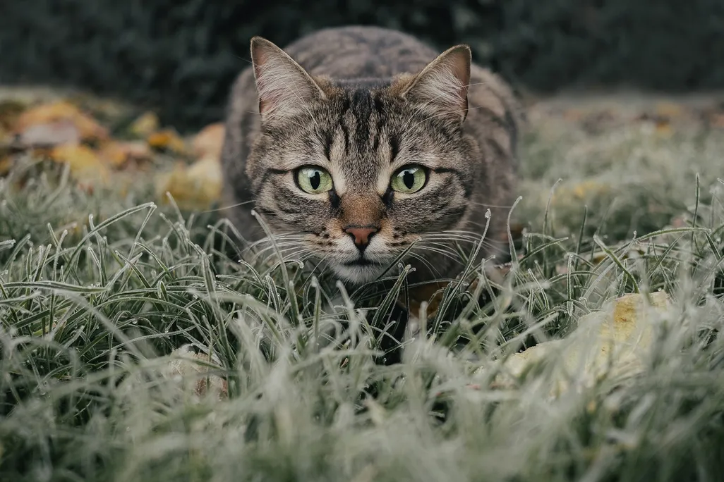 Grey cat couching in grass