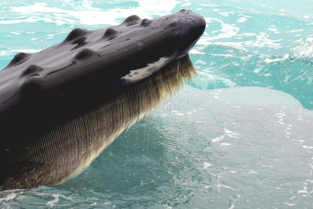 These Ancient Whale Baleen Artifacts Can Now Tell New Stories