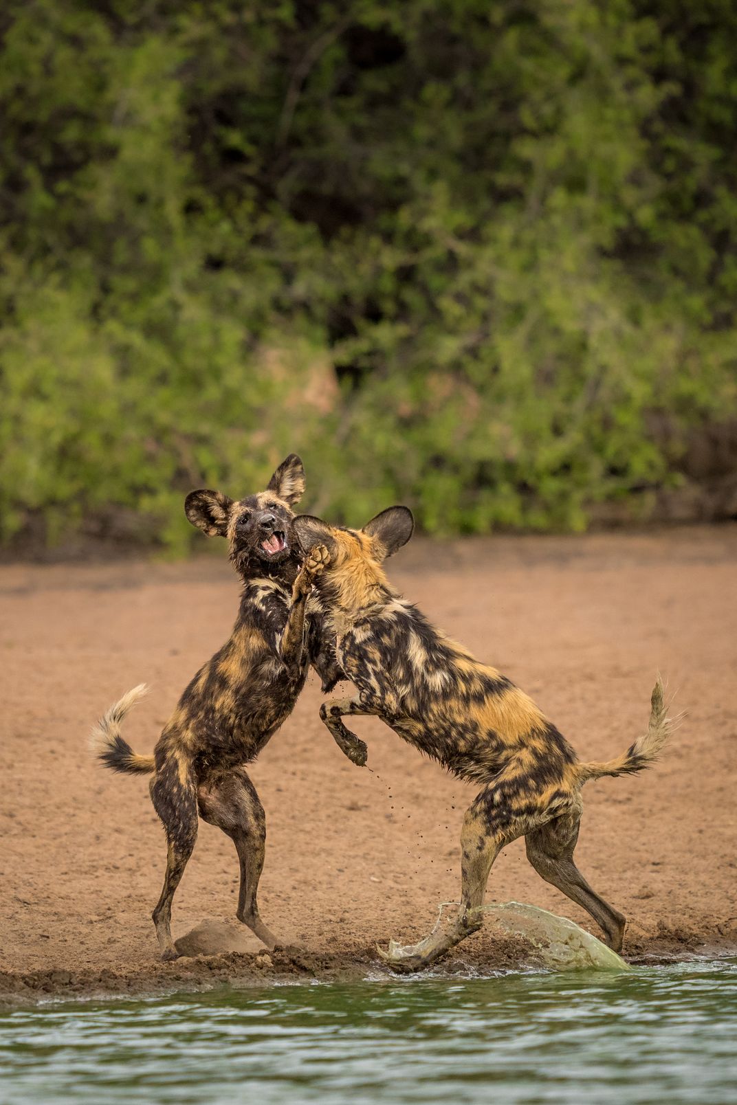African wild dogs are known for youthful frolicking that extends into adulthood. The wrestling is generally playful—unlike wolves, the dogs rarely show aggression toward members of their own pack.