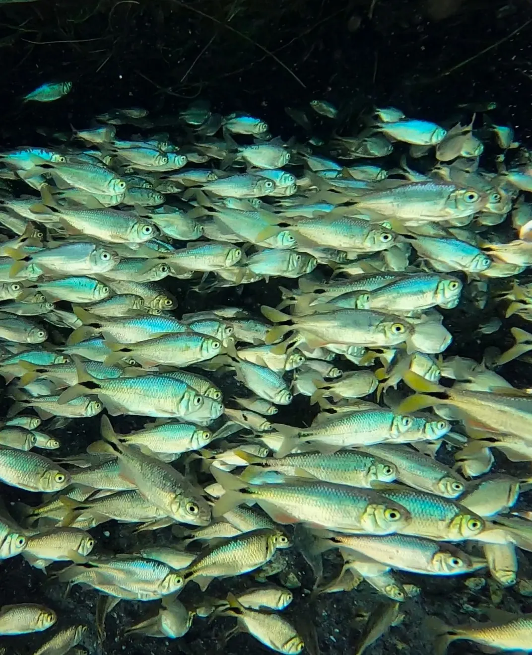 School of fish