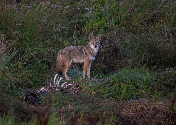 A coyote guards it's feast thumbnail