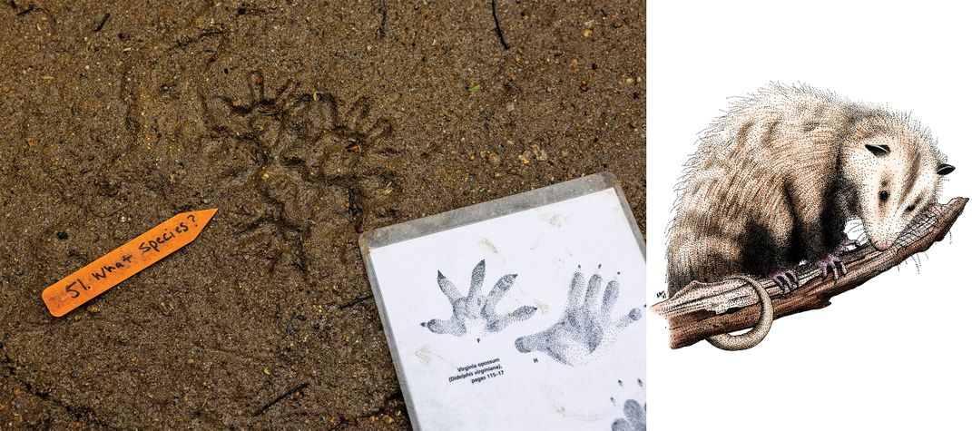 the tracks of a Virginia opossum