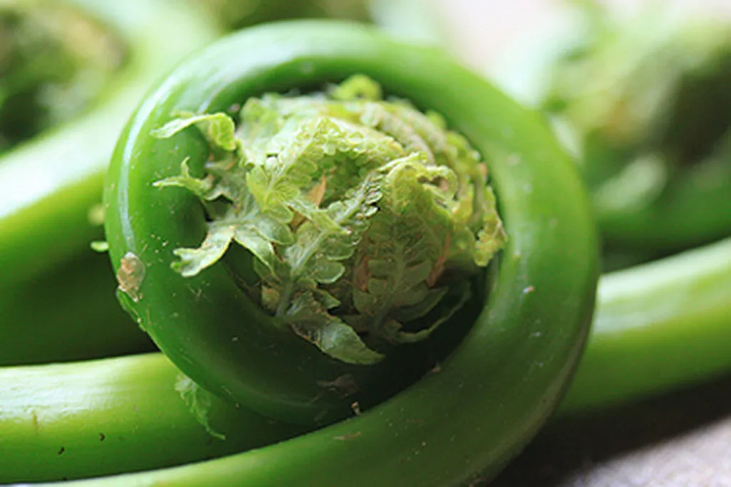 20120409114022fiddlehead.jpg