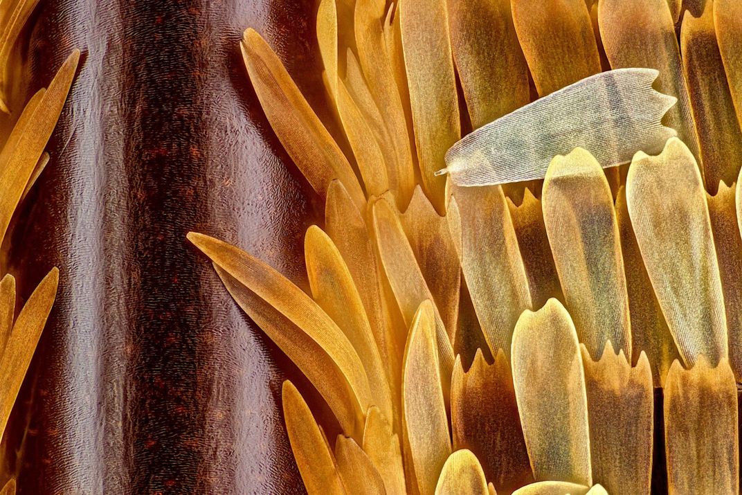 10th Place: “Vein and scales on a butterfly wing (Morpho didius)” by Sébastien Malo