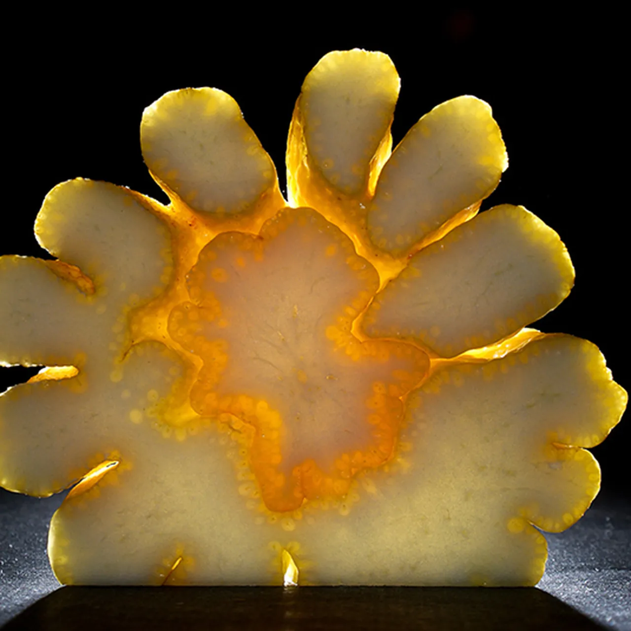 What the Heck Do I Do With a Buddha's Hand?