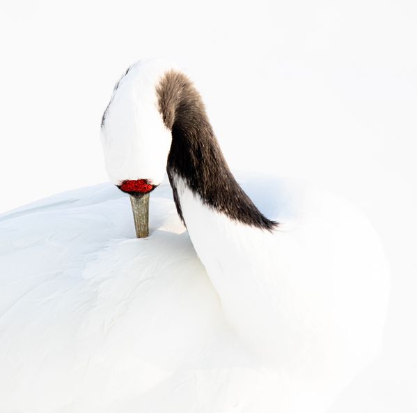 Minimalistic photo of a red crowned crane.