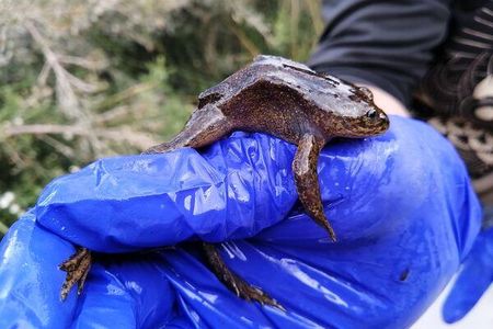 A Loa water frogs rescued near the city of Calama, Chile.