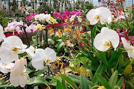 The Smithsonian's renowned Orchid Collection numbers more than eight thousand plants.