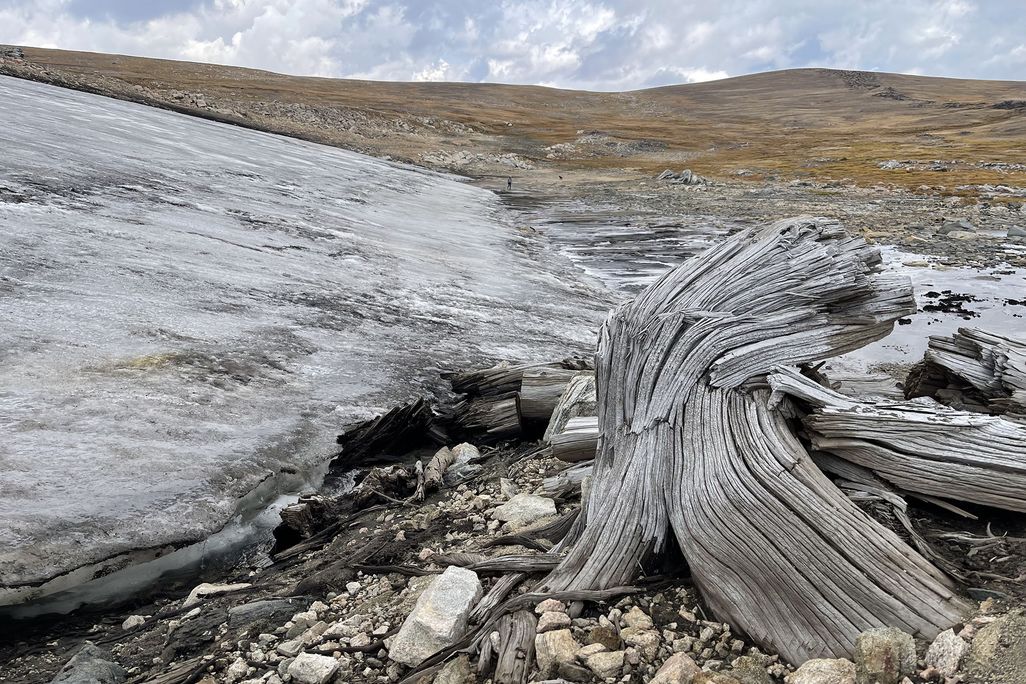 Dead tree next to ice patch