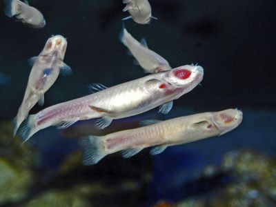 Feast your eyes on the blind Somalian cavefish, which has—like mammals—mysteriously lost the ability to use light to fix damaged DNA.
