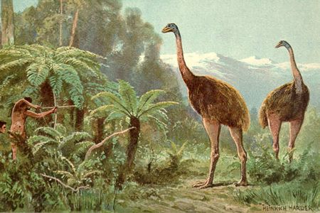 The moa, a species of giant flightless birds, went extinct soon after humans arrived in New Zealand during the 13th century