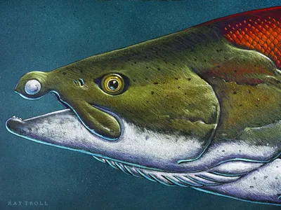 This illustration shows how the two-inch-long, curved teeth may have protruded from the extinct salmon&#39;s face.