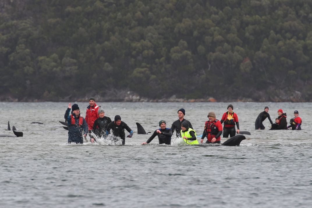 Whales in mass stranding on Western Australia beach. The strange annual  phenomenon of beaching that inspired Kojima to write Death Stranding : r/ DeathStranding