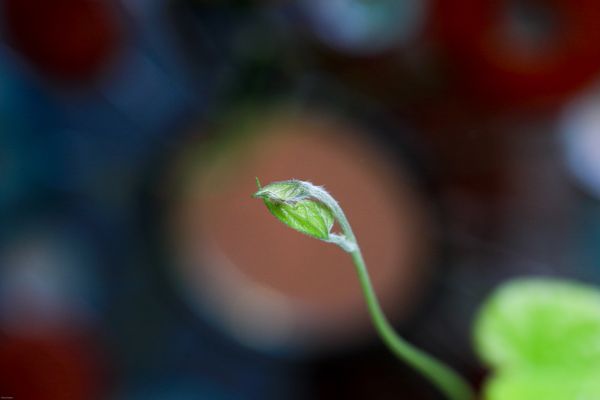 The center leaf thumbnail