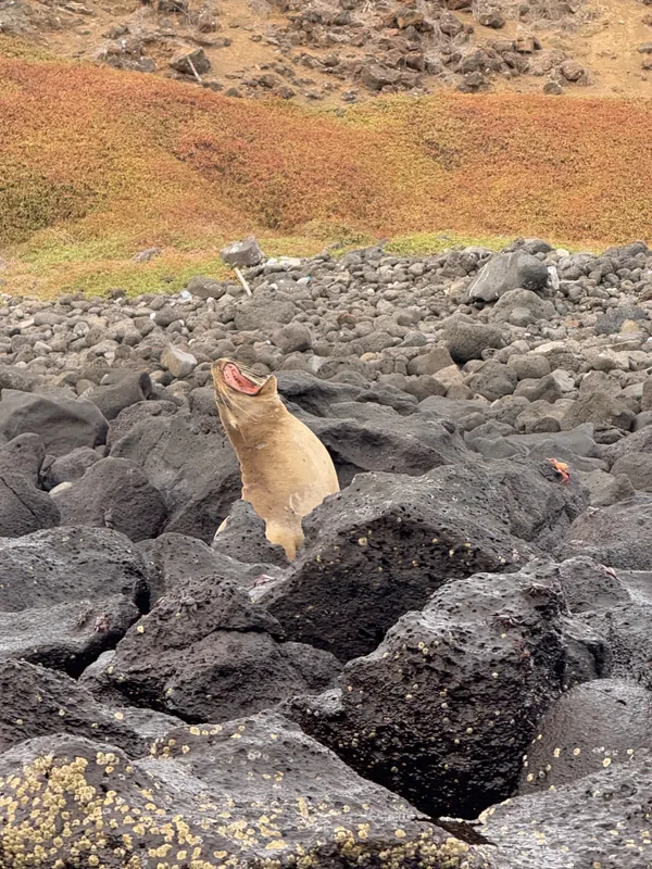 Sea Lion on Isla Seymour Norte, Galapagos thumbnail