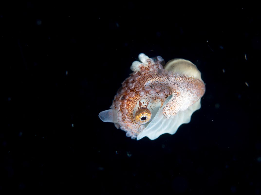 Paper Nautilus Smithsonian Photo Contest Smithsonian Magazine