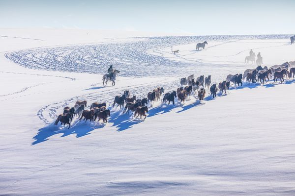Herds in Winter thumbnail