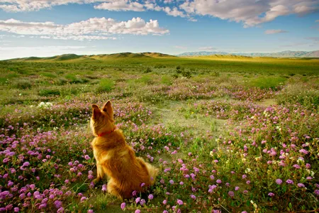 A dog sitting in a field of wildflowers in California's Anza Borrego Desert State Park.