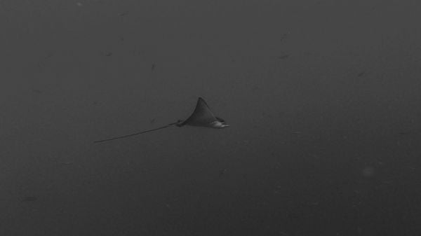 Spotted eagle ray fly like an arrow in the Red sea thumbnail