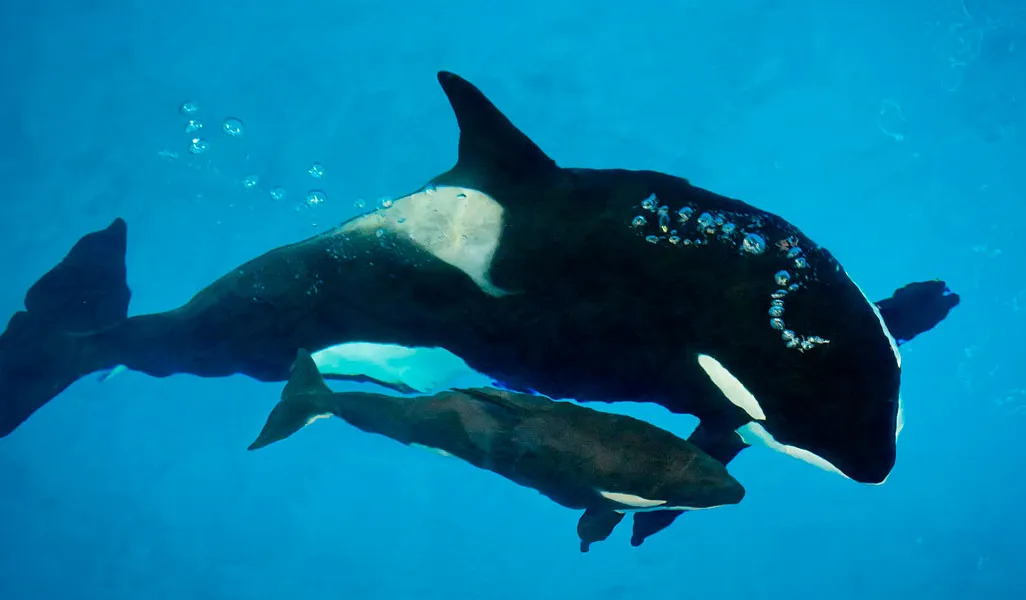 SeaWorld Orca