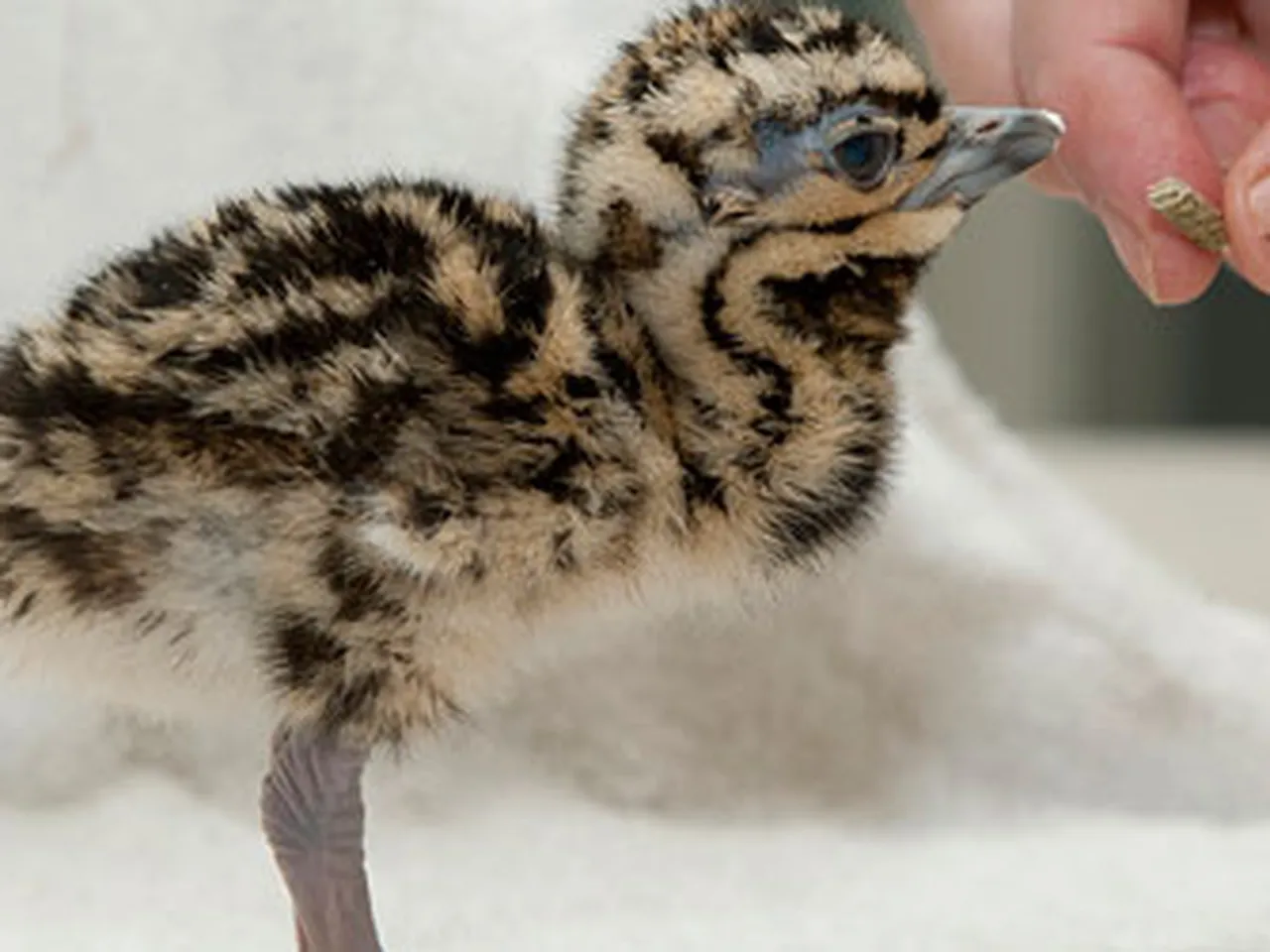 50th Kori Bustard Makes History