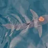 Watch an Octopus Hitch a Ride on a Shark—an Unusual Duo Dubbed the 'Sharktopus' icon