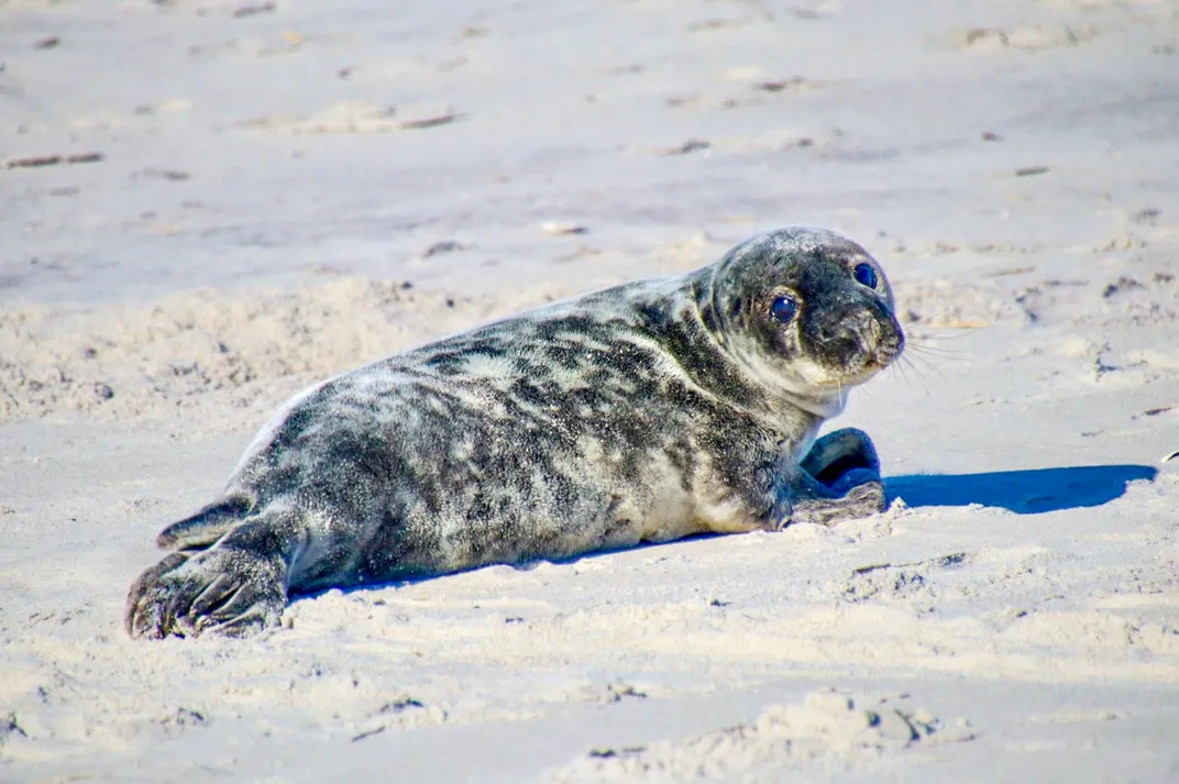 a young seal sits on the sand, looking at the camera