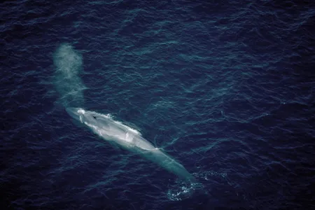 A blue whale surfacing in the Gulf of St. Lawrence