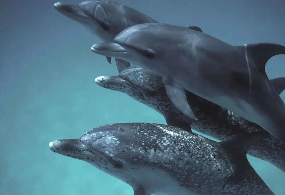 a group of dolphins