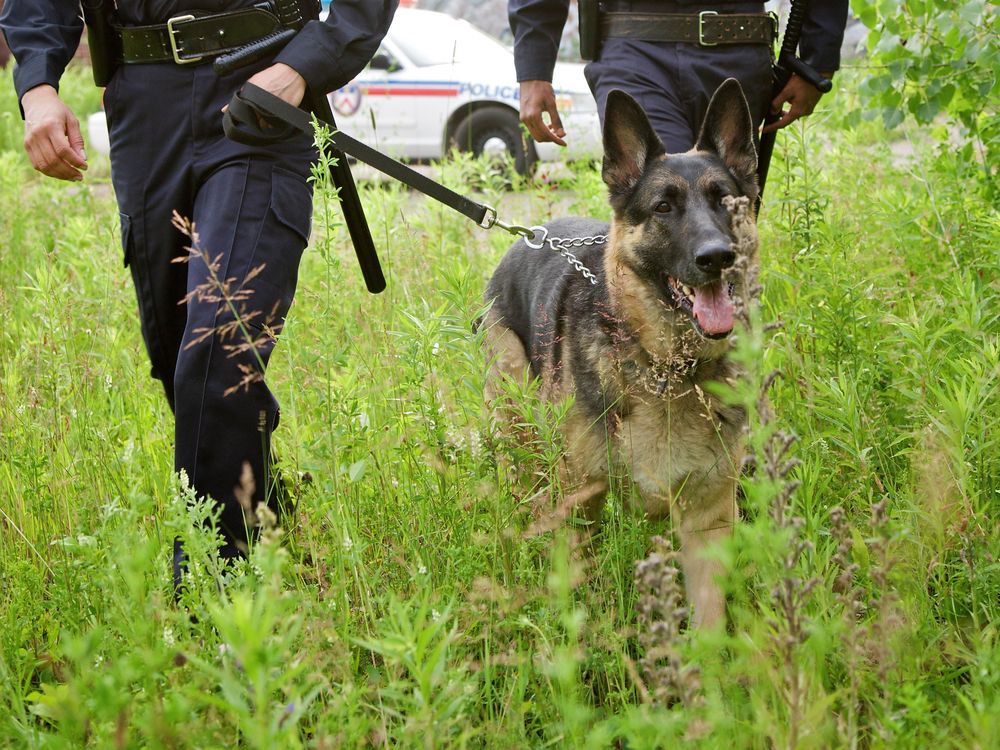 police with dog