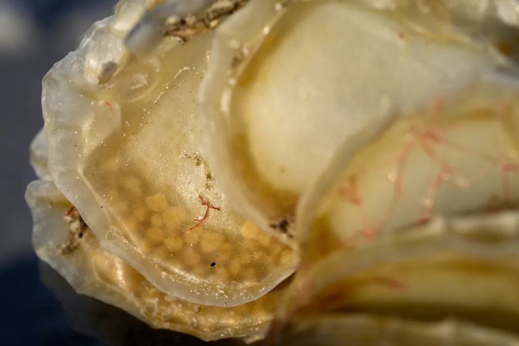 A lightning whelk lays about 200 eggs in each disc, as seen above. Before she swims off, the whelk anchors the whole strand to the ocean floor. Her hatchlings will swim off through small openings.